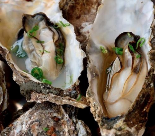Stick to seasonal delicious oysters!