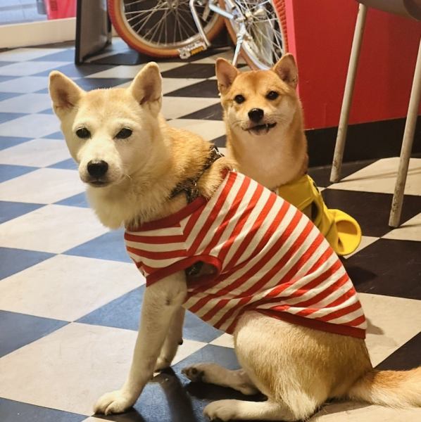 【店内ペット同伴OK】安心して愛犬と食事を楽しめます！まるでタイムスリップしたかのようなレトロな雰囲気が漂っていて、一歩足を踏み入れるだけで昔ながらのアメリカンダイナーの魅力に包まれます。愛犬とごゆっくりとお寛ぎください。