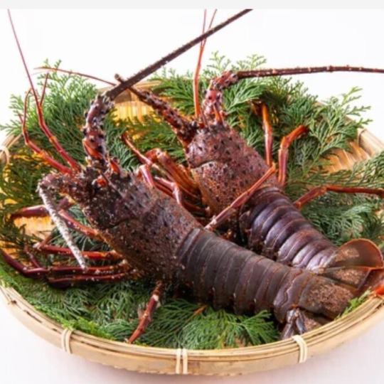 ≪ディナーのみ≫【伊勢海老コース】伊勢海老の刺身・海老天ぷら・フグ炊込飯など/全9品/15500円