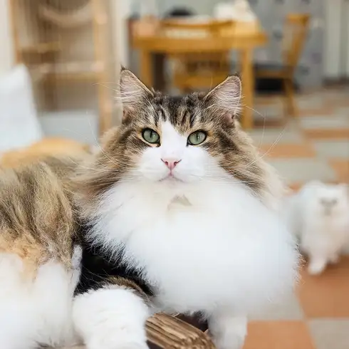 猫ちゃんとお客様との距離が近い暖かい空間です！