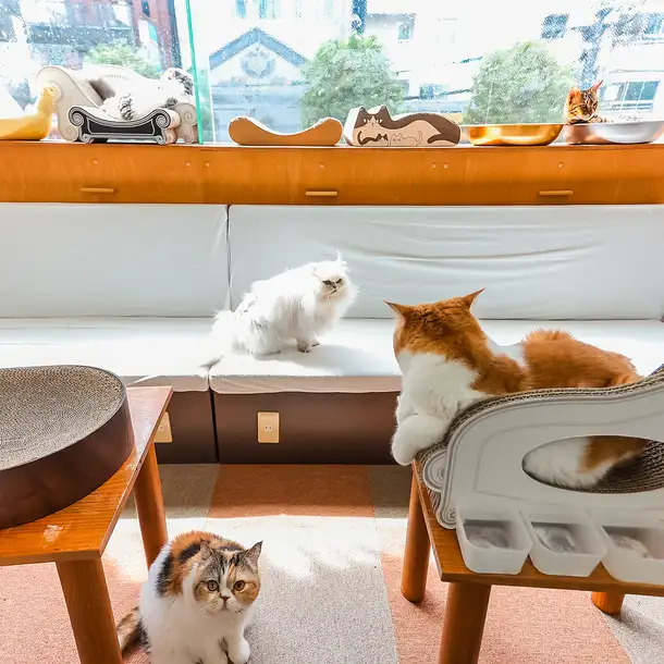 エキゾチックショートヘア、ペルシャ、ノルウェージアンフォレストキャットなど、人気の猫種を中心に全16匹の猫ちゃんが在籍中！人懐っこい子が多く、お客様のお膝の上でリラックスして眠ってしまうことも。個性豊かな猫ちゃんたちとの心温まるふれあい体験をご提供します。