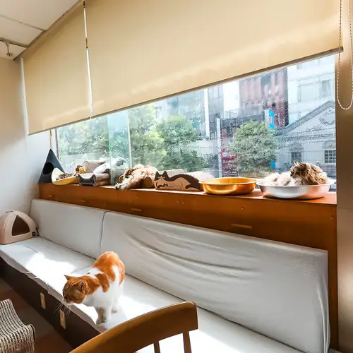 膝乗り猫ちゃん
