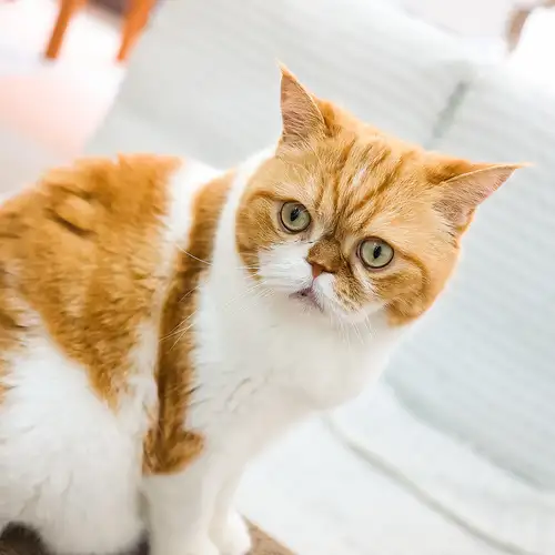 猫ちゃん大喜び！2種類のおやつ