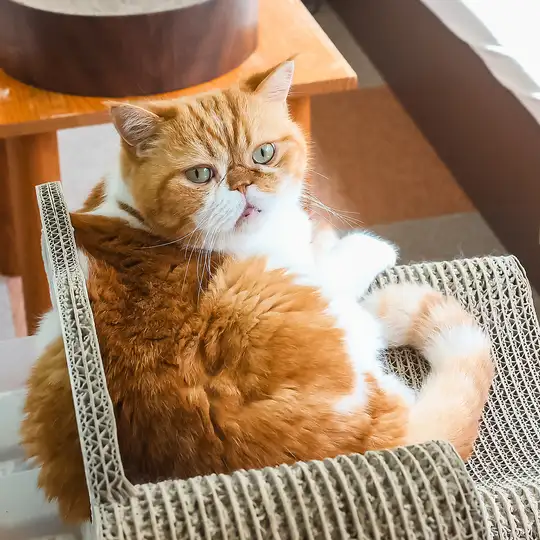【大人気体験】猫ちゃんたちの熱い視線を独り占め♪おやつ 150円