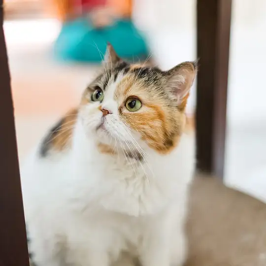 猫ちゃんとたっぷり触れ合える♪1時間入店料 1,600円可愛い猫ちゃんたちと触れ合える基本の1時間プラン♪