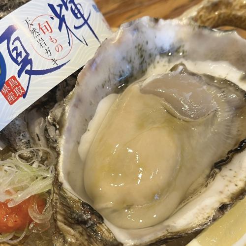 Natural rock oysters from Tottori "Natsuki"! Branded rock oysters available!