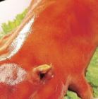 香港風仔豚丸燒