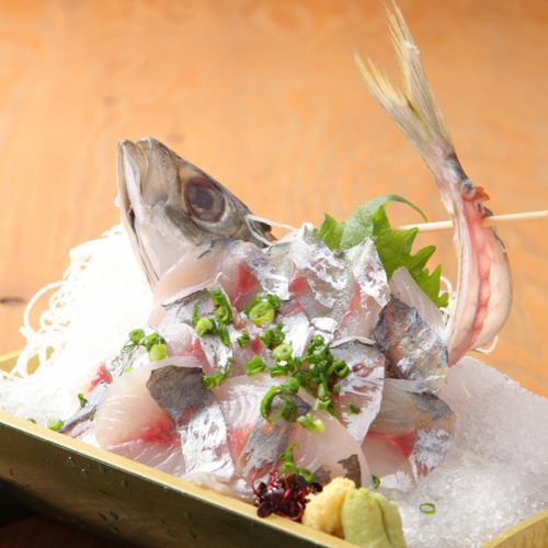horse mackerel sashimi