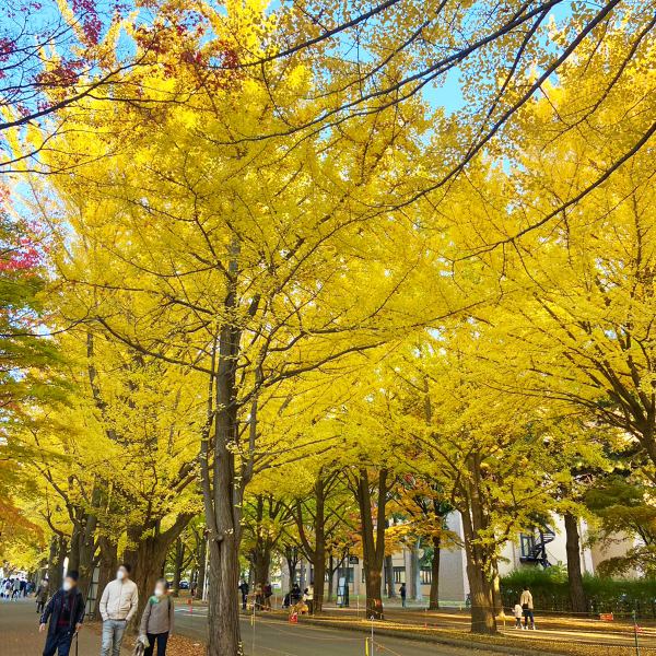 北大イチョウ並木は、10月末頃に見頃を迎えます。観賞を終えた後、カフェでほっと一息休憩していきませんか？