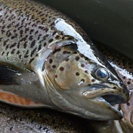 Brand fish, Shinshu salmon