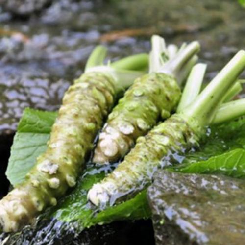 Fresh wasabi delivered directly from Azumino farmers