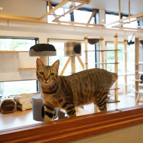 A cafe where you can watch rescued cats