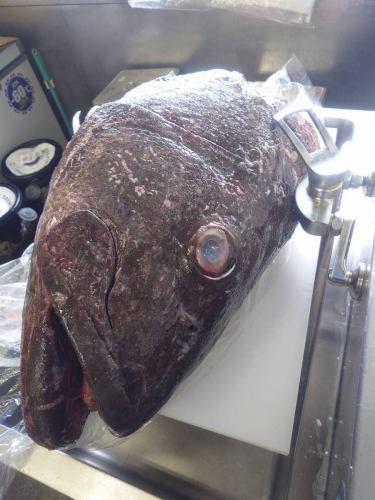 昨日は雪が降ってお寒い中、たくさんのご来店ありがとうございました!
思いのほか好評だったので、近いうちに一皿ずつお出しするスタイルでイバンと開催したいと思います。
普段提供しない料理ばかりでしたが、お客様に喜んでいただけてとてもうれしいです。
大まかな食材だけ用意して、味はその場で決めていくのも中々面白いですね!
まだクラフトビールが15ℓほど残っております。
無くなるまでクラフトビール飲み放題をご注文いただけます。
通常だと1,000円/杯ですが、自分で注ぎ放題3,000円です。
今日は長崎県産活き〆ボラの刺身をご用意しております。
水質の良い海域で獲れたボラはとても美味しいんです!食べた方は皆様驚かれます。
ついでに昨日さばいた新潟県産オオクチイシナギ103kgのほほ肉炙り刺身もご用意しております。店頭に頭を飾っております。欲しい方はお持ち帰りしてください。20kgくらいあります。