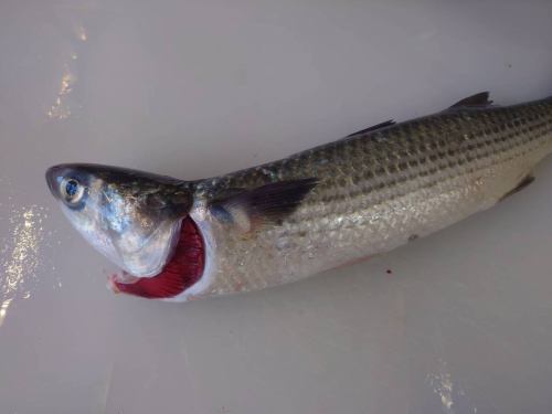 昨日は雪が降ってお寒い中、たくさんのご来店ありがとうございました!
思いのほか好評だったので、近いうちに一皿ずつお出しするスタイルでイバンと開催したいと思います。
普段提供しない料理ばかりでしたが、お客様に喜んでいただけてとてもうれしいです。
大まかな食材だけ用意して、味はその場で決めていくのも中々面白いですね!
まだクラフトビールが15ℓほど残っております。
無くなるまでクラフトビール飲み放題をご注文いただけます。
通常だと1,000円/杯ですが、自分で注ぎ放題3,000円です。
今日は長崎県産活き〆ボラの刺身をご用意しております。
水質の良い海域で獲れたボラはとても美味しいんです!食べた方は皆様驚かれます。
ついでに昨日さばいた新潟県産オオクチイシナギ103kgのほほ肉炙り刺身もご用意しております。店頭に頭を飾っております。欲しい方はお持ち帰りしてください。20kgくらいあります。