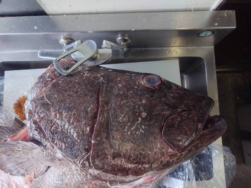 今日はイベント営業です!
15時開店です!
店長の一番好きなクラフトビールが、注ぎ放題です!
クラフトビールの飲み放題にすると、普段とは違うメニューを提供いたします。
順番にお出しするのではなく、お客様の状況を見ながらお作りします。
全て個別盛でお出し致します。
15時からのカウンター席は満席となりましたが、ほかの時間帯・席は空いております。
ついでに新潟県産オオクチイシナギ103kgの頭だけ仕入れてきました。
頭だけで30kgくらいあります。
ほほ肉・アゴ肉・カマ等をこれから取り出します。