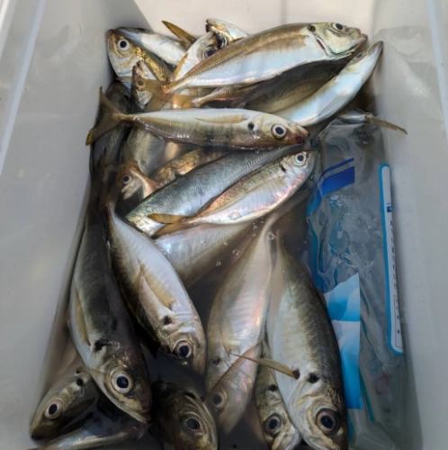 東京湾で釣れた魚を使用！