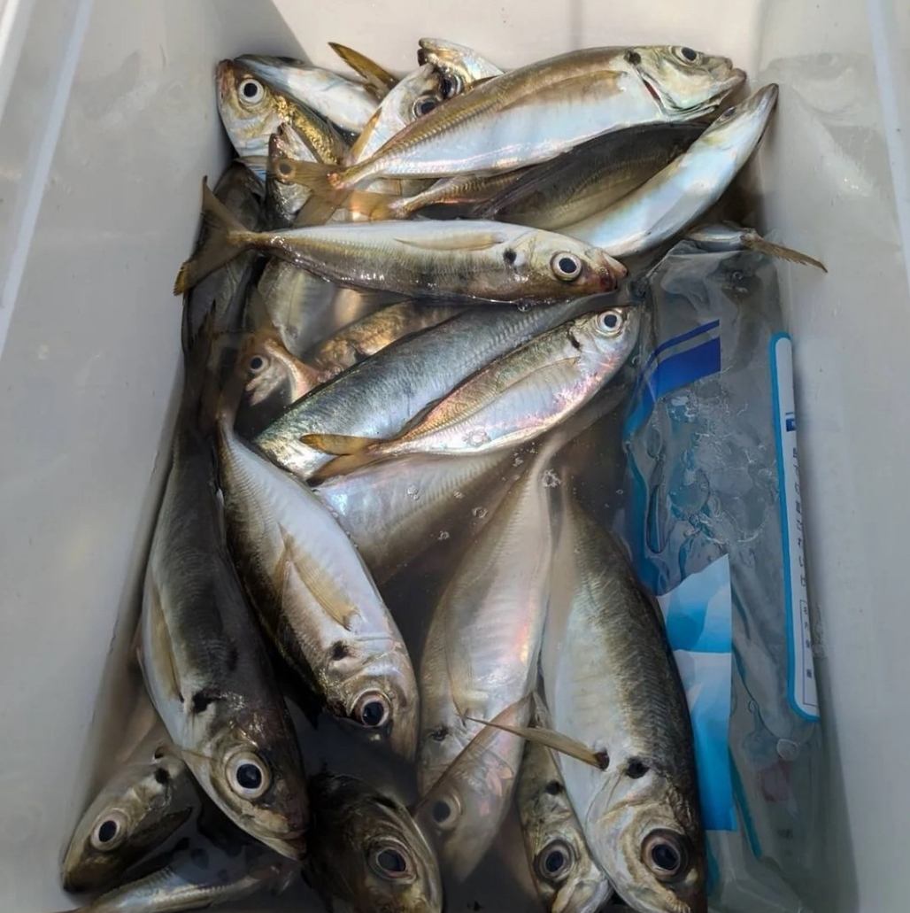 【釣り人が釣った魚を堪能できるお店】調布/海鮮/居酒屋/豊洲