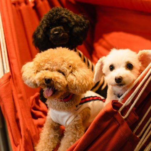 [Osu] Cafe dedicated to toy poodle ◎