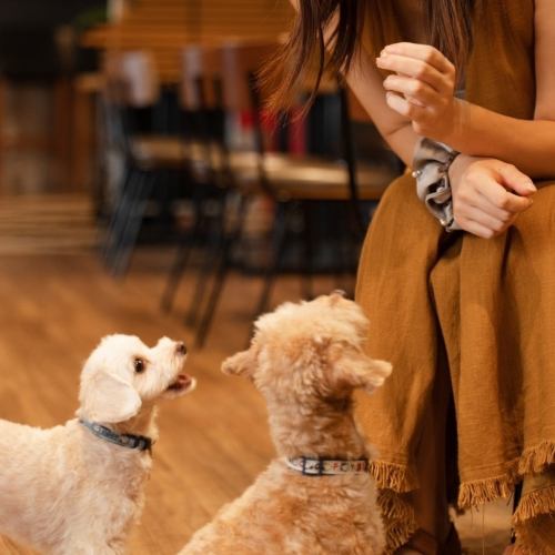 [Welcome] You can come to the store even if you do not bring your pet dog