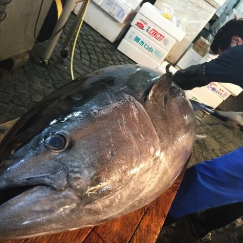 豊洲市場直送の生本鮪と鮮魚
