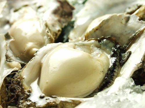 Directly from the production area! Akkeshi oysters!