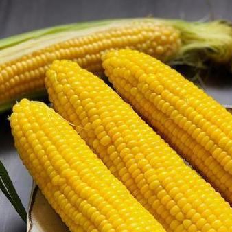 【季節の食材】とうもろこしのコース￥５０００