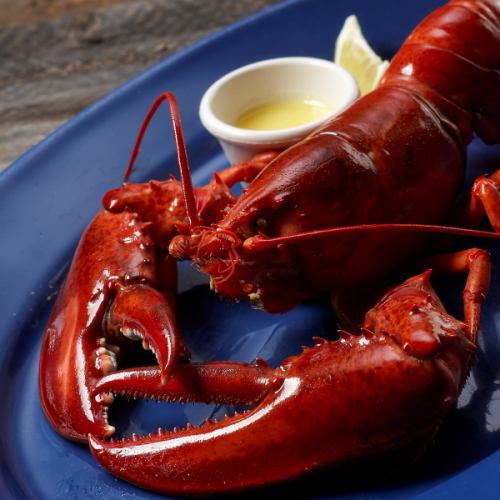 Live lobster (steam) regular size
