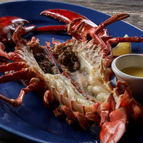 Live lobster (oven) regular size