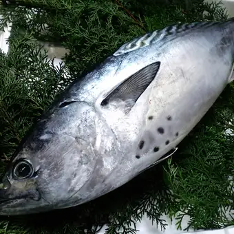 《稚内・利尻・留萌》カツオのたたき