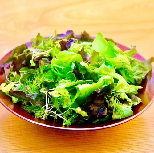 green salad with herbs