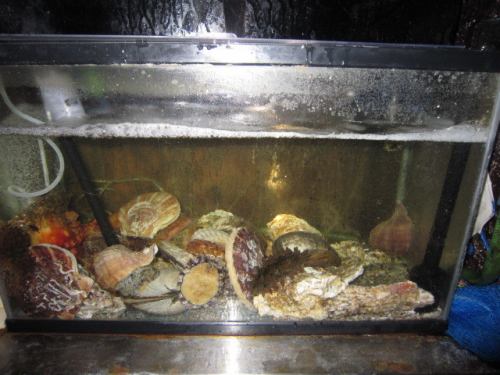 您可以吃從水族館新鮮捕撈的函館食材！