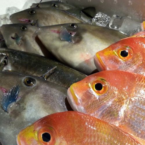 日替わりオススメお刺身