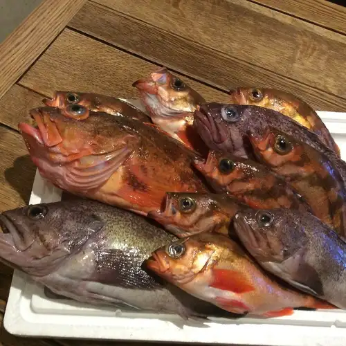 日替わりオススメお刺身