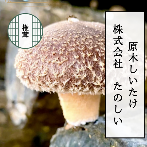 Introduction of Shiitake mushrooms
