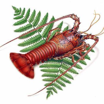 [Limited-time lunch] Lobster course 6,600 yen (tax included)