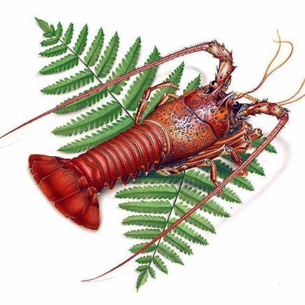 [Limited-time lunch] Lobster course 6,600 yen (tax included)