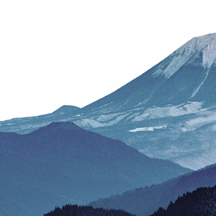 大山鶏