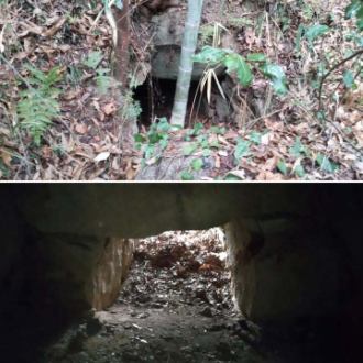 石室からイノシシが飛