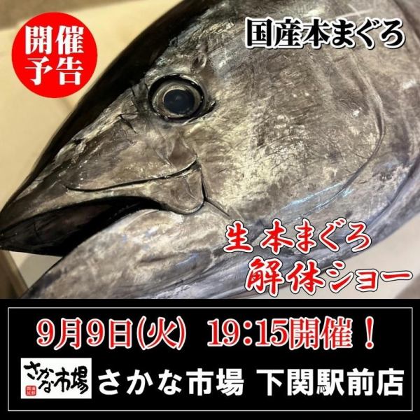 迫力満点！9/9(火)19:15～スタート・まぐろ解体ショー！