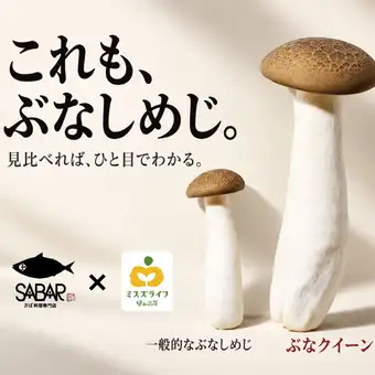 바다의 행운과 숲의 은혜로 맛있는 가을! 고등어 × 부나 퀸 페어 개최 중!