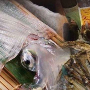 【函館直送♪】生魷魚生魚片<含稅2,750日元～3,850日元>