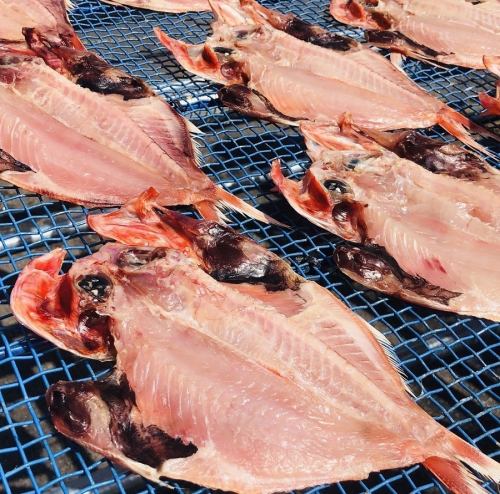 超干鱼创造者 [藤岛]