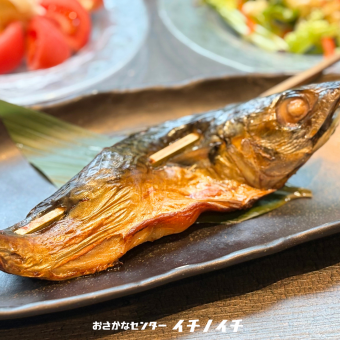 金華サバ