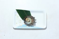 Turban shell