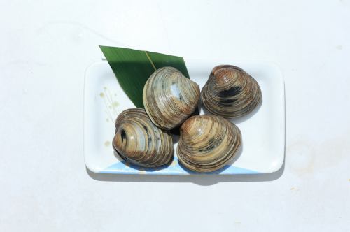 Honbinosu shellfish