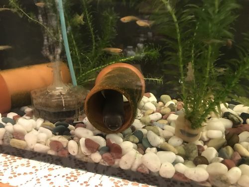 <p>An eel that has been in the family for 10 years, his name is Bo.The seat where you can see Bo is a special seat</p>