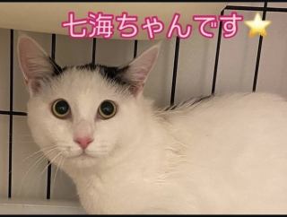 ネコちゃんデビュー🐈