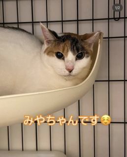 ネコちゃんデビュー🐈