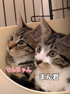 🍀まんくん、でんちゃん卒業🍀
