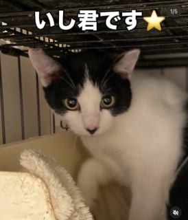 ⭐️新しいネコちゃんデビュー⭐️